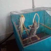 عروس هلندی یک ساله با قفس