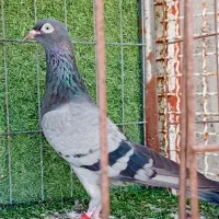 کبوترپاکستانی .سبزهارا.ماده