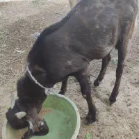 کهره پازنی|حیوانات مزرعه|شبانکاره, |دیوار