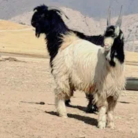سه عدد کهره دوبوری