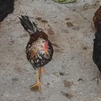 جوجه ۵ماه تا مرغ و خروس بالغ و تخم مرغ محلی