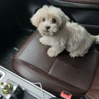 سگ مالتیز مینی