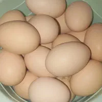 70عدد تخم مرغ محلی نطفه دار خروس
