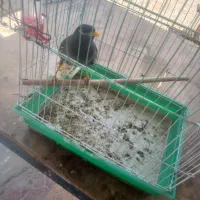 یک عدد مرغ مینا سخنگو