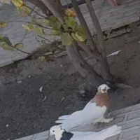 کفتر طوقی فروشی|پرنده|فسا, |دیوار