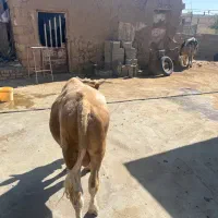 گوساله سیمینتال نر|حیوانات مزرعه|کوهدشت, |دیوار