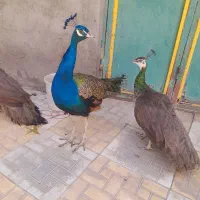 طاووس|حیوانات مزرعه|میاندوآب, |دیوار