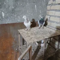 کفتر سار و طوقی