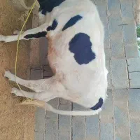 قیمت توافقی