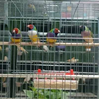 فنچ جغدی و گلو بریده و کراواتی|پرنده|ماکو, |دیوار