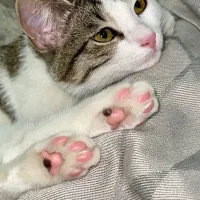 واگذاری گربه نر مهربان و اهلی|گربه|تهران, دانشگاه شریف|دیوار