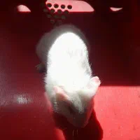 خوکچه هندی|موش و خرگوش|تبریز, |دیوار