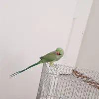 طوطی ملنگو فوق دستی حرف زن|پرنده|اصفهان, شهرک کاوه|دیوار