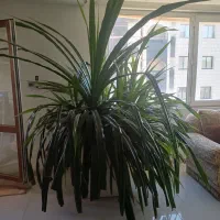 فروش گل|گل و گیاه طبیعی|شیراز, میرزاکوچک خان|دیوار