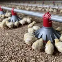 کار در مرغداری