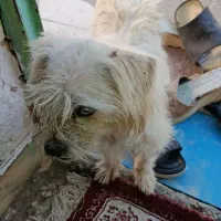 سگ باهوش|سگ|حاجی آباد, |دیوار