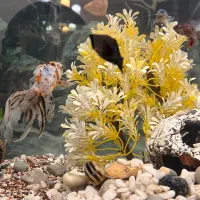 ماهی|ماهی|اراک, |دیوار