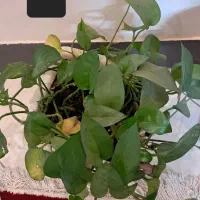 گل های اپارتمانی