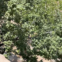 پردیس واصفجان (خانلرآباد،هیزم دره)|فروش زمین و ملک کلنگی|پردیس, واصفجان|دیوار