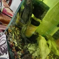 ماهی کت لجن خوار