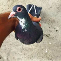 ماده سیا پلنگ اسطوره