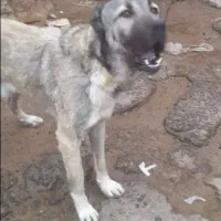 سگ باهوش و سرابی