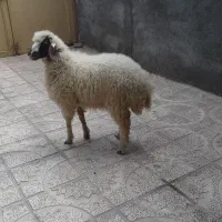 گوسفند زنده