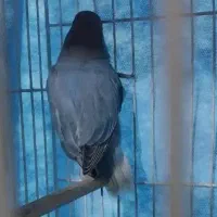 3عددکوتوله دستی رام جف مرغ عشق اسپانگل رنگین کمانی|پرنده|سبزوار, ولیعصر (نجار آباد)|دیوار