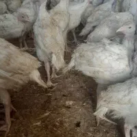 بوقلمون بیوتی گوشتی