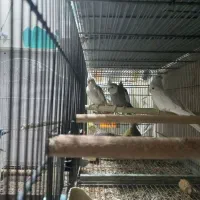 فروش عروس هلندی بالغ و جفت مولد|پرنده|هشتگرد, مدرس|دیوار