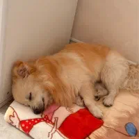 واگذاری سگ پامر با پایین ترین قیمت|سگ|یزد, |دیوار