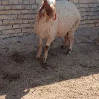 بره نر قوچ عراقی|حیوانات مزرعه|اهواز, کوی علوی|دیوار