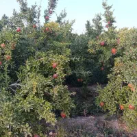 فروش باغ نقلی و سرسبز زیر قیمت|فروش زمین و ملک کلنگی|ساوه, |دیوار