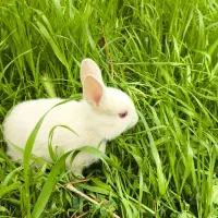 بچه خرگوش چشم شرابی