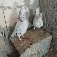 کبوتر|پرنده|قوچان, |دیوار