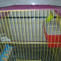 پرنده مرغ عشق