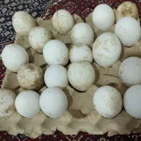 تخم نطفه دار غاز محلی