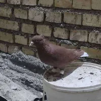 کوت عبدالله|پرنده|کارون, |دیوار