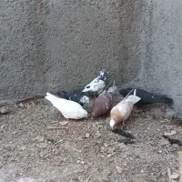 کبوتر|پرنده|ارومیه, |دیوار