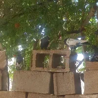 کفتر سینه وکله سیاه|پرنده|فولادشهر, سایت صنعتی کاوه|دیوار