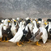 اردک|حیوانات مزرعه|رشت, حومه رشت|دیوار