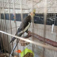 عروس هلندی نر