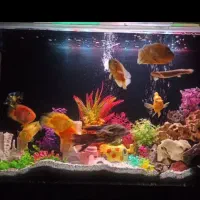 آکواریوم شیشه خم