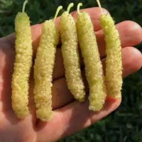 توت رسمی ،درخت توت سفید،نهال گلخانه نهالستان .مشهد|گل و گیاه طبیعی|مشهد, خواجه ربیع|دیوار