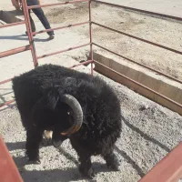 بره نر تخمی درجه یک