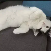 واگذاری گربه