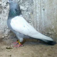 سینه سبز نر