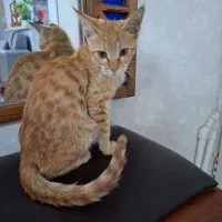 گربه نارنجی ماده سه ماهه|گربه|فردیس, شهرک ناز|دیوار