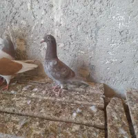 جوجه  رنگ روشن|پرنده|برازجان, |دیوار