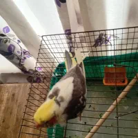 عروس هلندی|پرنده|قم, شهر قائم|دیوار